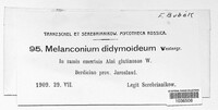 Melanconium didymoideum image